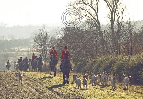 Hunting  Foxhounds 3 DM0220